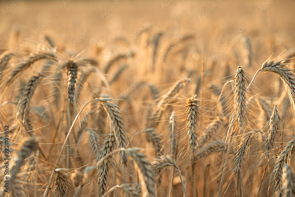 Naklejka premium Mature wheat heads in golden grain field