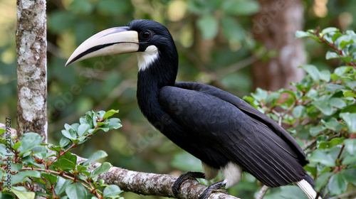 Black Hornbill Perched on Forest Branch