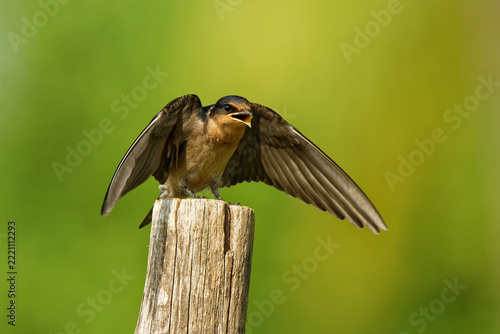 Pacific Swallow Hirundo javanica hungry young fledgling with open beak and spread wings begging on old wooden post, juvenile passerine bird of family Hirundinidae, green background, tropical Asia