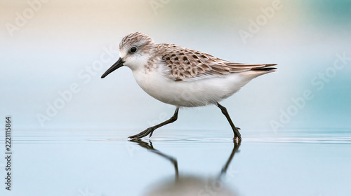 Small wading bird walking on shallow water