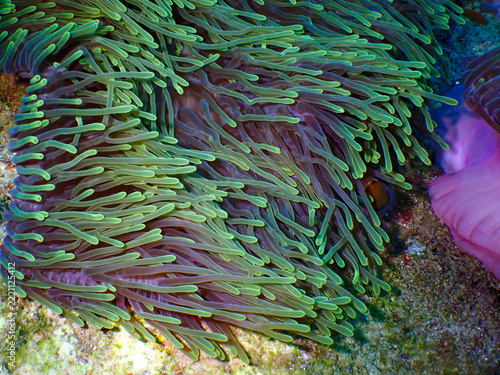 Obraz na plátně Close up of anemone and clownfish at Tenggol Island