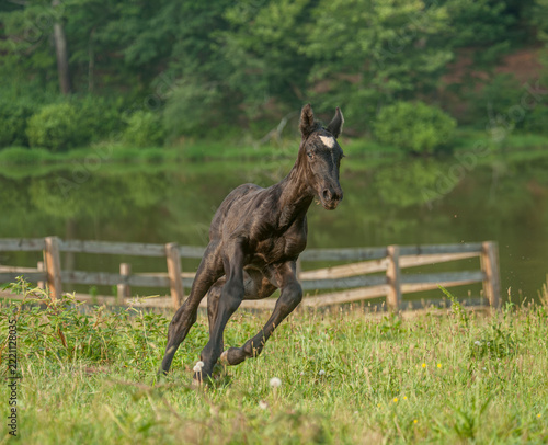 Percheron Draft Horse newborn foal runs in paddock with pond backdrop