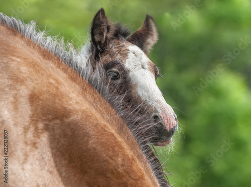 shy Paint horse newborn filly foal peeks from  behind mares neck in field