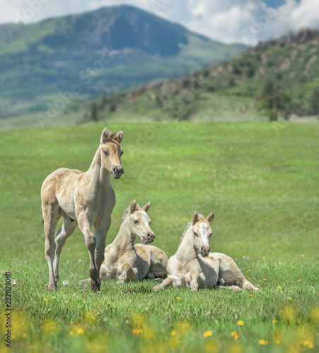 Quarter Horse foals lay in pasture with mountain backdrop