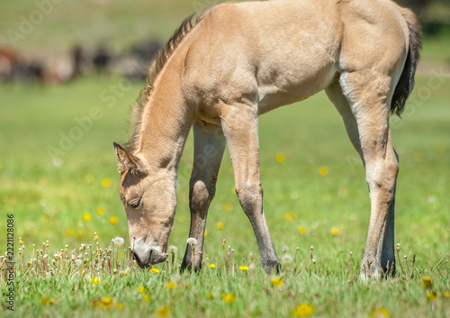 palomino American Quarter Horse filly foal in alpine pasture with dandelions