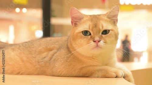 Golden British Shorthair cat lying calmly on a light wooden table, with soft golden fur and beautiful green eyes
