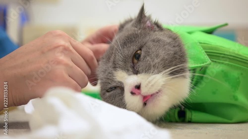 Vet cleaning ears of a grey and white British Shorthair cat restrained in a green medical bag