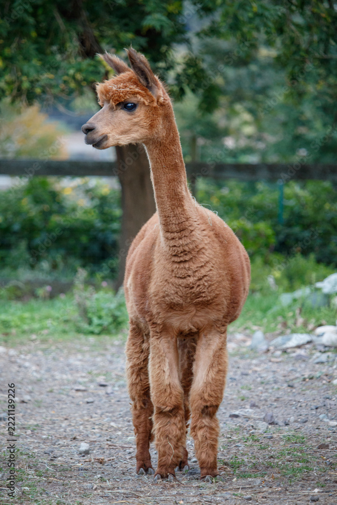 Fototapeta premium Portrait of Huacaya Alpaca