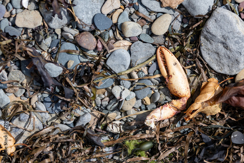 Gaspesie, Quebec, 02 September 2026 : A crab claw rests among pebbles and dried seaweed on a rocky coastline