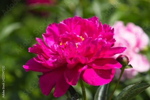 A vibrant close-up of vivid magenta and pink peony flowers in full bloom, surrounded by lush green foliage in a sunlit garden.