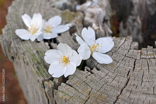 切り株に乗せられたソメイヨシノの花びら