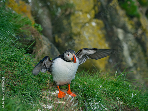 Close view of wild puffins in Iceland.