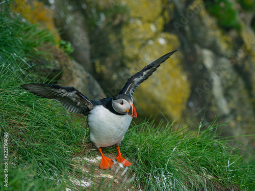 Close view of wild puffins in Iceland.