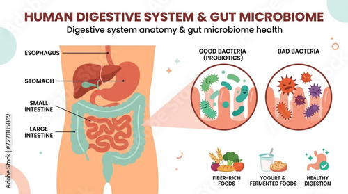 Digestive system anatomy and gut microbiome vector diagram. Human stomach and intestines medical infographic with probiotic bacteria zoom.
