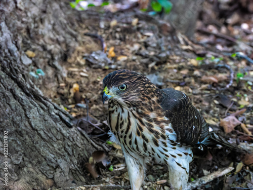Close Photo of a Juvenile Cooper's Hawk Exploring on The Forest Floors.