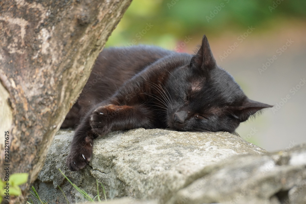 Fotografie black cat on a tree