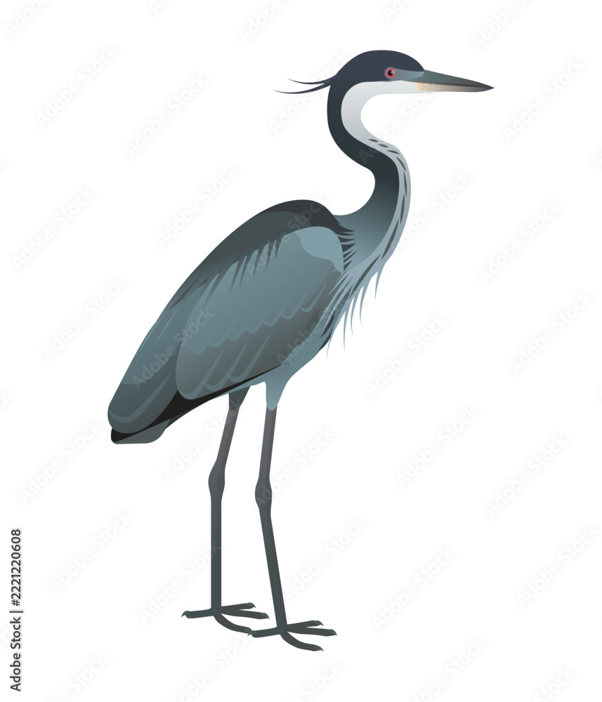 Fototapeta premium Isolated vector illustration of Black-headed Heron (Ardea melanochepala), a bird species in the Ardeidae family (including herons, egrets, and bitterns). Long-legged, long-necked, freshwater, coastal 