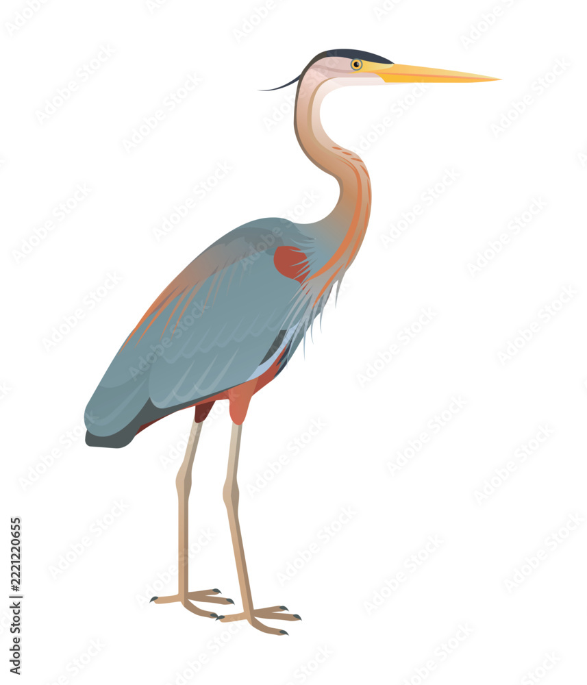 Fototapeta premium Isolated vector illustration of Bourne’s Heron or Cape Verde Heron (Ardea purpurea bournei). Long-legged, long-necked, freshwater, coastal birds.