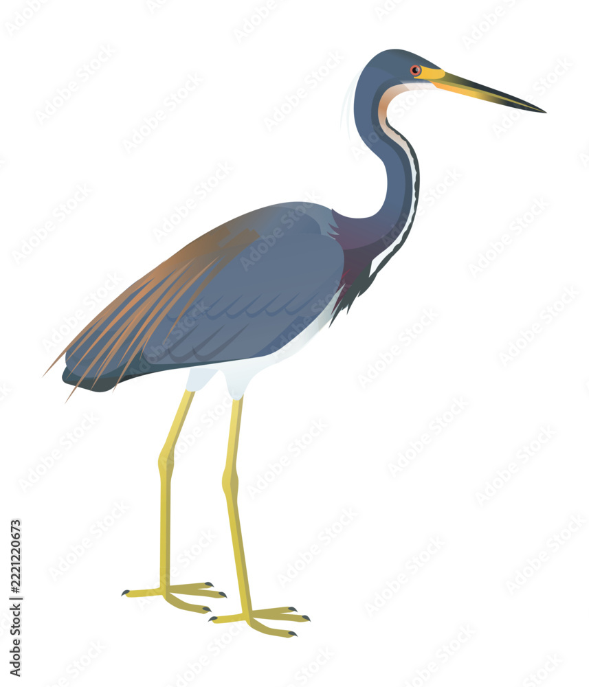 Fototapeta premium Isolated vector illustration of Tricolored Heron (Egretta tricolor), a species in the Ardeidae family (including herons, egrets, and bitterns). Long-legged, long-necked, freshwater, coastal birds.