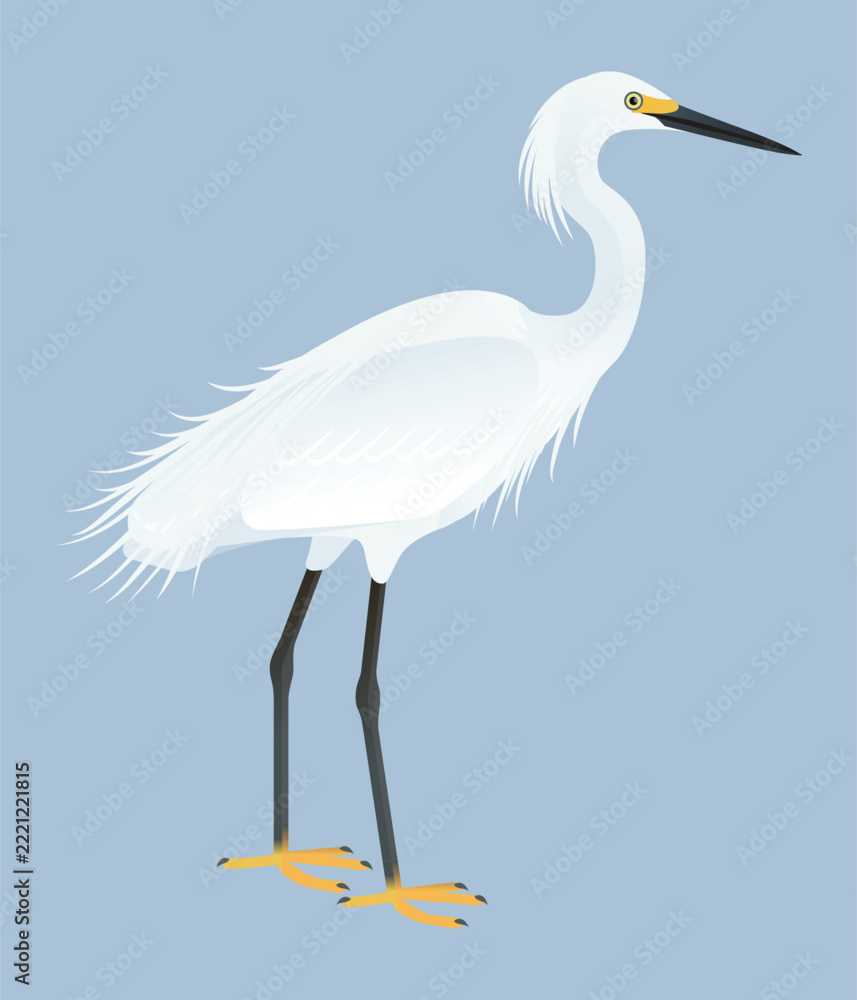 Fototapeta premium Isolated vector illustration of Snowy Egret (Egretta thula), a species in the Ardeidae family (including herons, egrets, and bitterns). Long-legged, long-necked, freshwater, coastal birds.