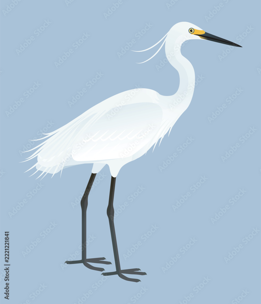 Fototapeta premium Isolated vector illustration of Australian Little Egret (Egretta garzetta nigripes or immaculata) from the Ardeidae family. Long-legged, long-necked, freshwater, coastal birds.