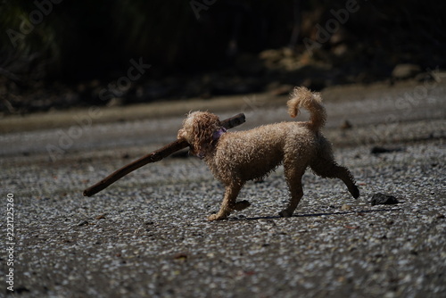 A cute family pet dog carries a big stick at the beach