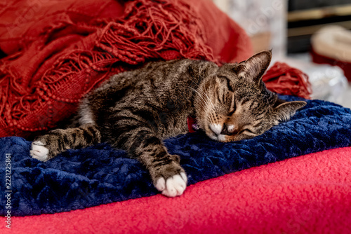 Close up view of a brown striped tabby cat with white paws, falling asleep on a plush blanket covered sofa