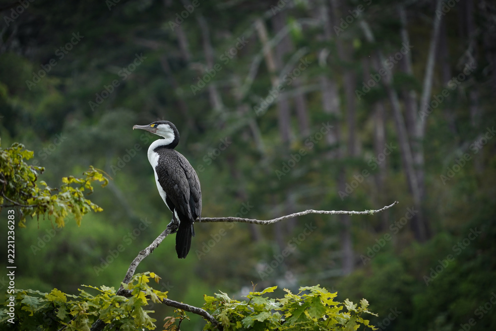 Fototapeta premium A shag sits on an isolated tree branch