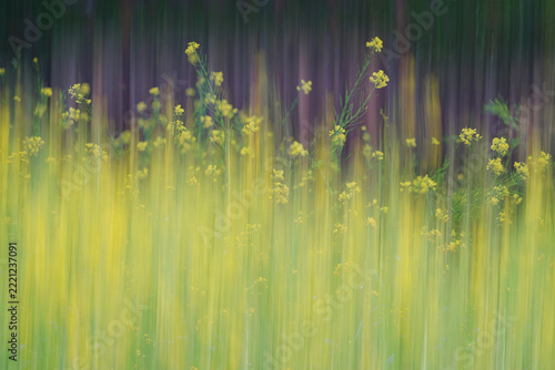 Intentional camera movement blurry flowers creative photography