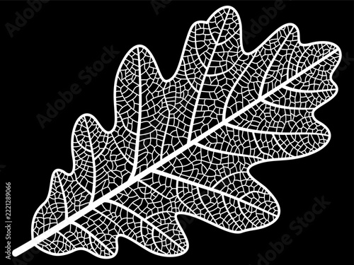 White illustration of a single oak leaf's veins structure isolated on a black background.