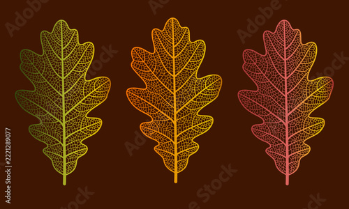 Illustration of three skeleton oak leaves displaying network of natural veins and capillaries in warm vibrant colors, set against a solid dark brown background.