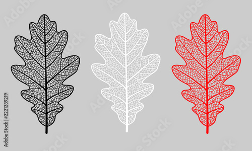 Illustration of three stylized oak leaves arranged horizontally in black, white and red colors,  displaying a detailed network of internal veins and capillaries, against a solid grey background.