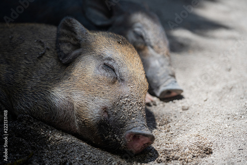 Two Pigs Sleeping on Sand at Pig Island, Thailand