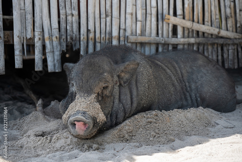 Pig Resting on Sand on Pig Island in Thailand