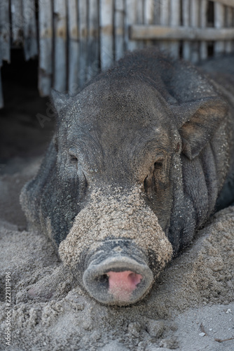 Pig Resting on Sand on Pig Island in Thailand