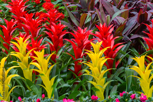 Obraz na plátně Yellow and red Guzmania bromeliads arranged in a lush ornamental display, with upright colorful bracts, arching green leaves and small pink flowers along the border