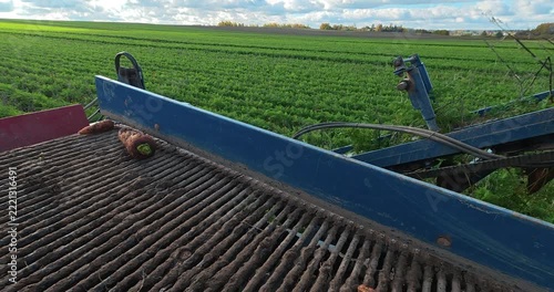 Carrot harvest in farm land.