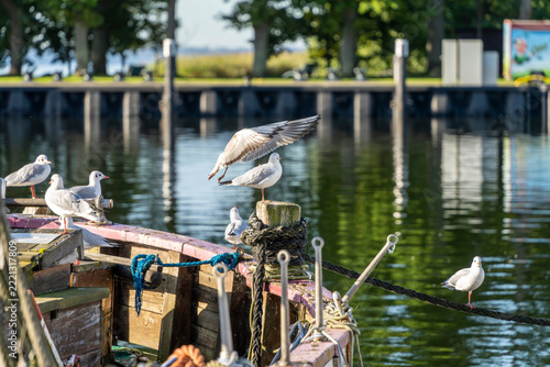 Seemöwen (Larinae) im morgendlichen Sonnenlicht an und auf einem Holzsegler im Hafen von Lauterbach, Rügen, Mecklenburg-Vorpommern, Deutschland