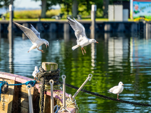 Seemöwen (Larinae) im morgendlichen Sonnenlicht an und auf einem Holzsegler im Hafen von Lauterbach, Rügen, Mecklenburg-Vorpommern, Deutschland