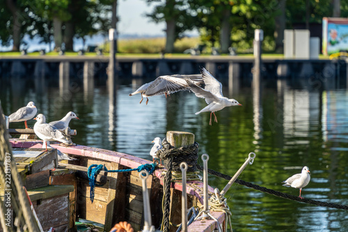 Seemöwen (Larinae) im morgendlichen Sonnenlicht an und auf einem Holzsegler im Hafen von Lauterbach, Rügen, Mecklenburg-Vorpommern, Deutschland