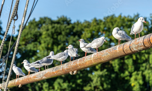 Seemöwen (Larinae) im morgendlichen Sonnenlicht an und auf einem Holzsegler im Hafen von Lauterbach, Rügen, Mecklenburg-Vorpommern, Deutschland