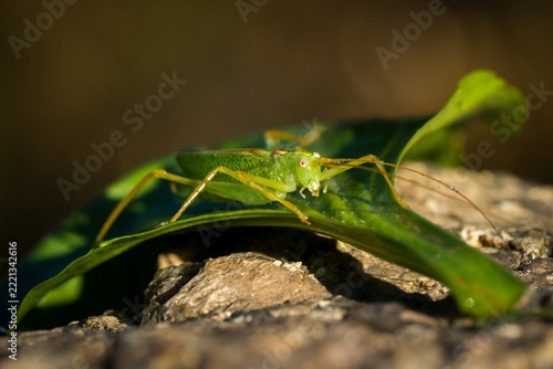 Bright green grasshopper resting on leaf near rocky surface in natural habitat