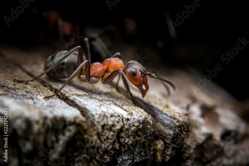 Two ants carrying food on rough tree bark in natural outdoor setting