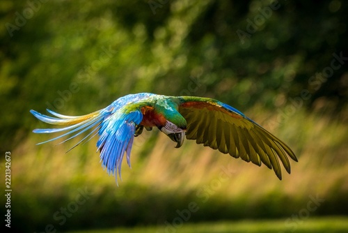 Vibrant red macaw parrot perched outdoors in natural green forest lighting