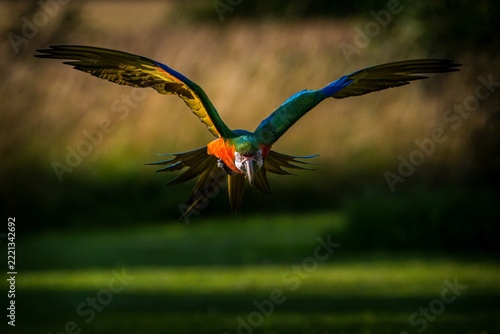 Vibrant red macaw parrot perched outdoors in natural green forest lighting