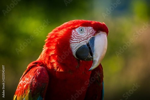 Vibrant red macaw parrot perched outdoors in natural green forest lighting