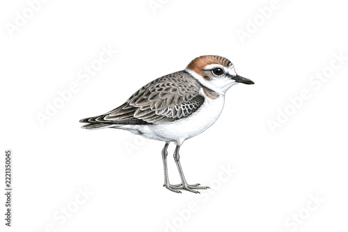 The Malaysian Plover is a species at risk of extinction.