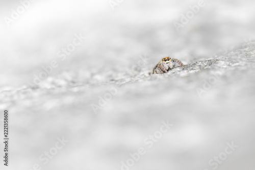The jumping spider (Salticidae)