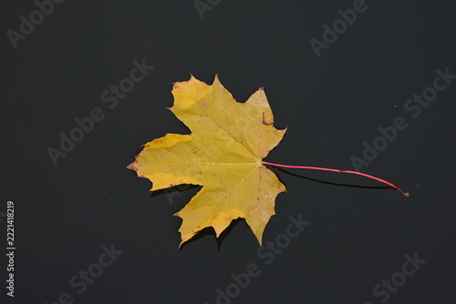Yellow Autumn Maple Leaf with Red Stem on water