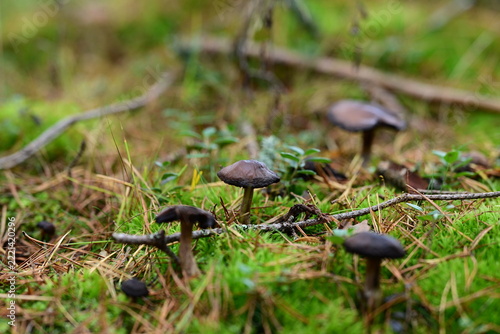 Small Brown Mushrooms Growing Among Grass and Forest Debris